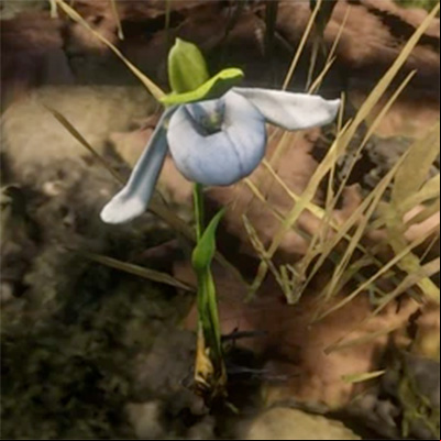 A Sparrow's Egg Orchid